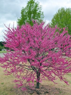 The spirited pink of Appalachian Red  eastern redbud will raise your garden's spring temperature.