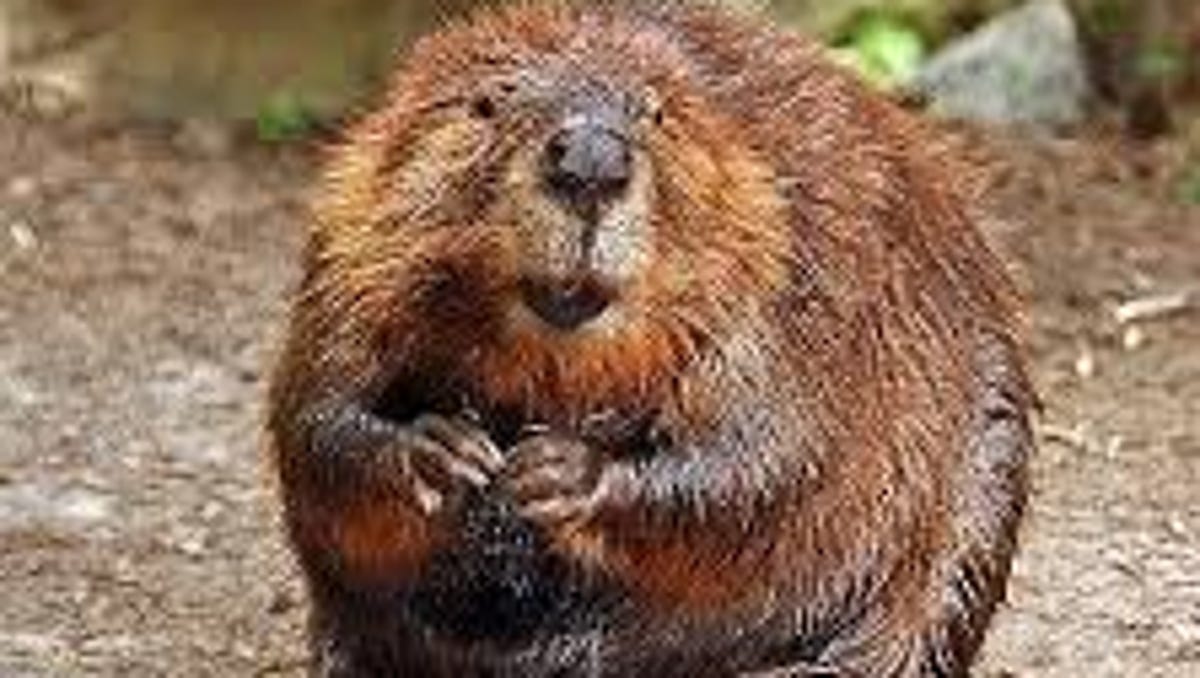 Beaver 🦫 Beaver