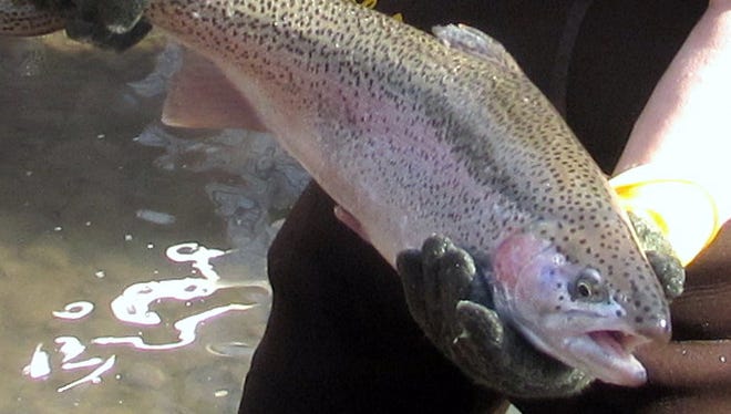 DEC will shock more streams this month to sample spawning runs of rainbow trout.