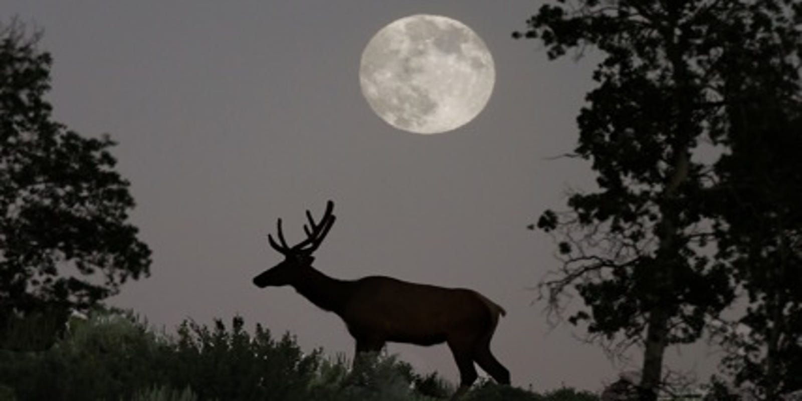 Top reader photos Gnarled tree elk in moonlight more