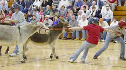 A couple of Donkey Ball players lead their stubborn donkeys as they stretch out to get the ball. The Skyline FFA is hosting a donkey ball game at 7 p.m. on Tuesday, March 10 at the Skyline Thunderdome. The game is a fundraiser for the Skyline FFA members to attend a conference in Washington D.C. from July 21-26.