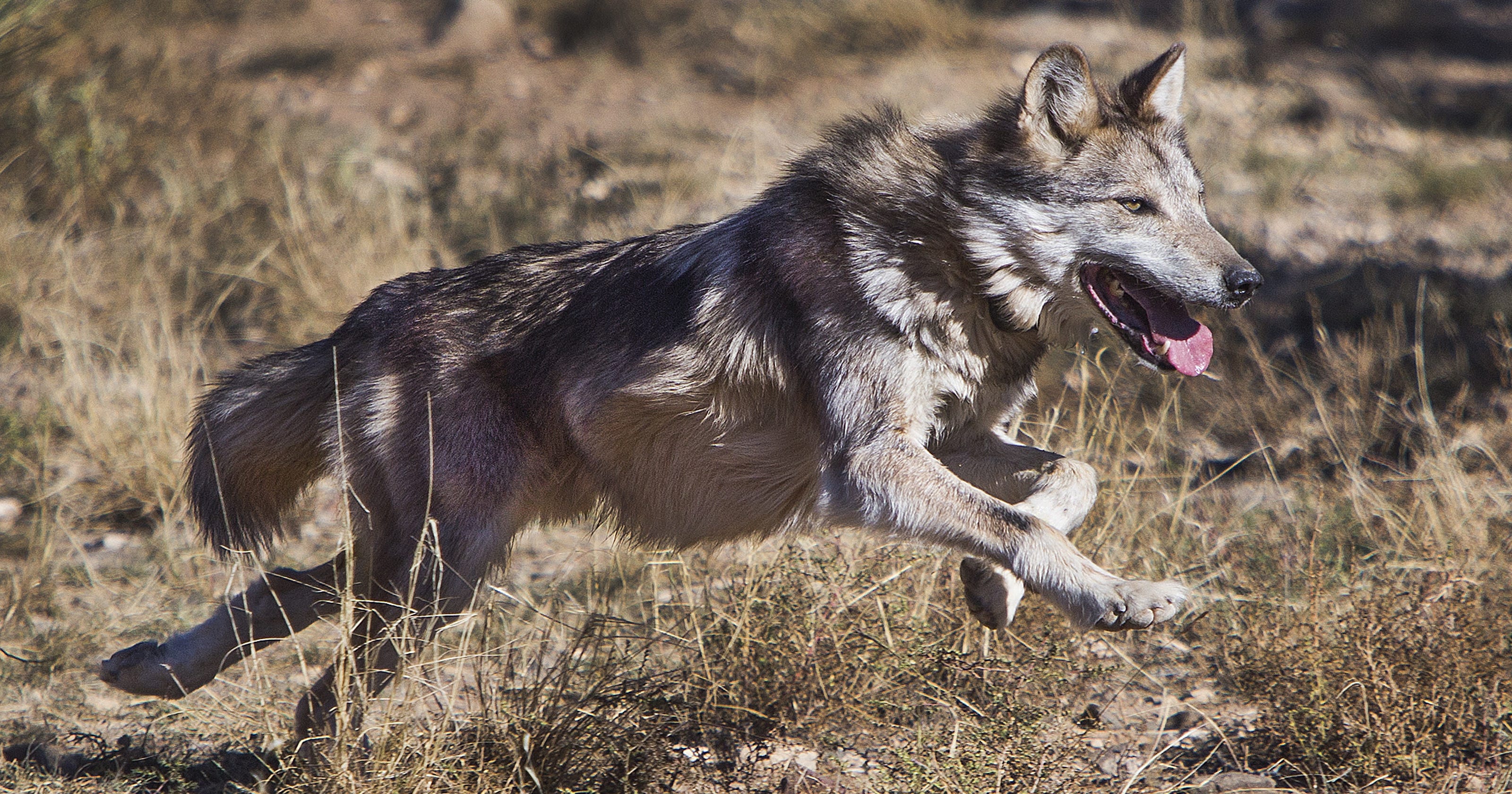 Mexican gray wolf, cattle can't coexist. Let wolves have public land