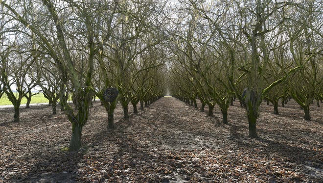 Hazel nut orchard on Planview Drive south of Albany.