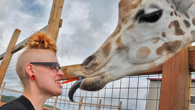 Stephanie Majercik of Conklin, N.Y., feeds a giraffe a carrot at Animal Adventure in Harpursville, N.Y., on Sunday, Aug. 14, 2016. April, a 15-year-old giraffe at the park, has been in the final stages of pregnancy since Jan. 27, 2017.