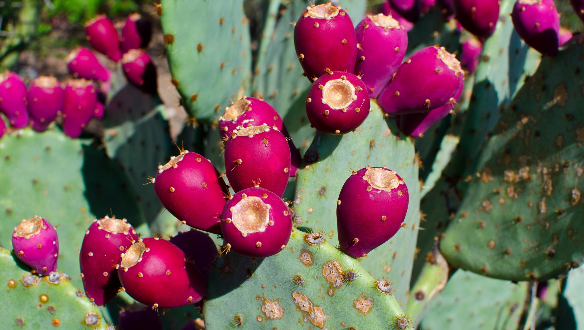 How The Humble Prickly Pear Cactus Could Save The World From Plastic