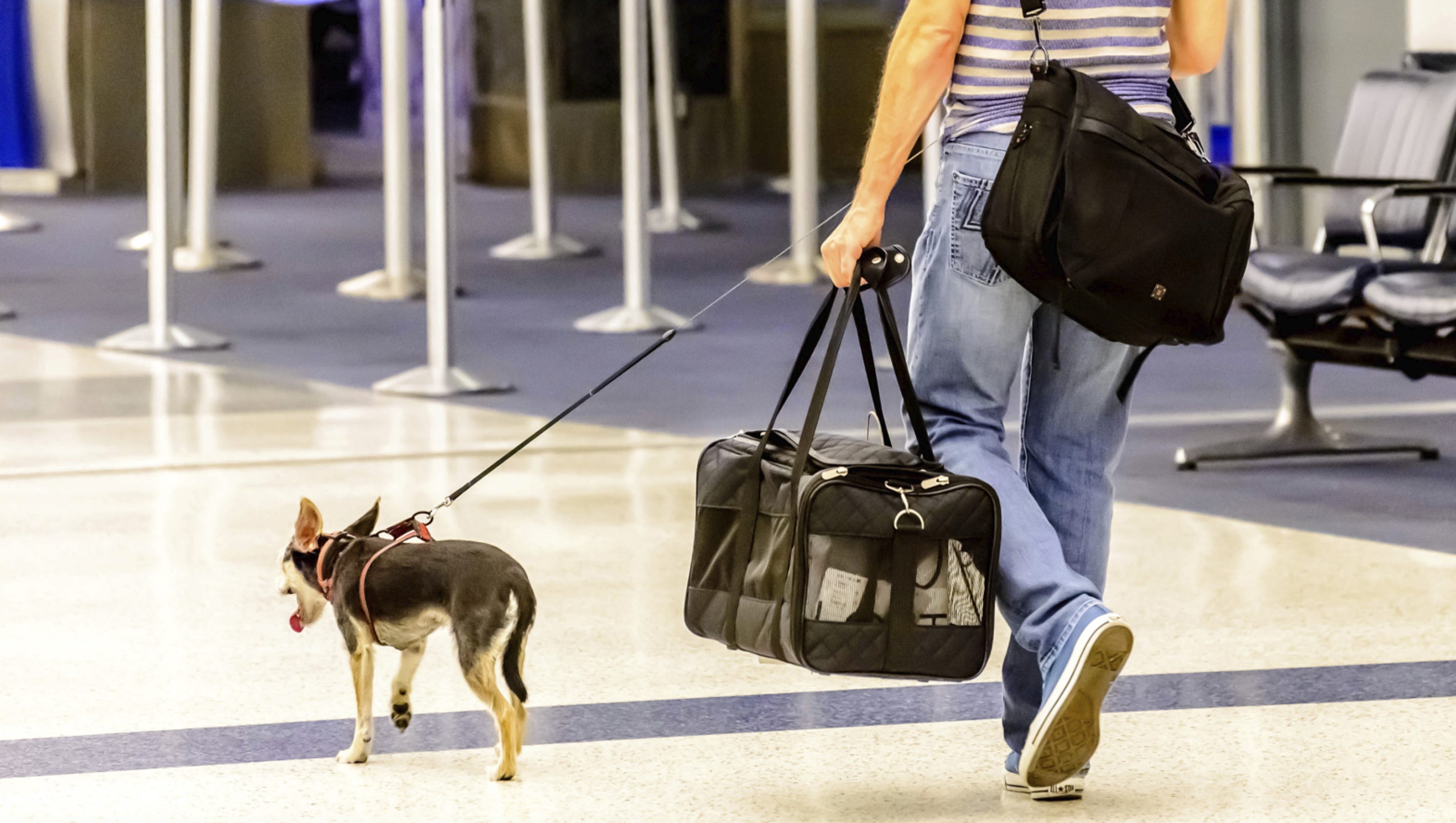 Five myths about traveling with pets
