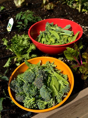 Vegetables are harvested from the  garden of the Duffie Family of Claremont, Calif.