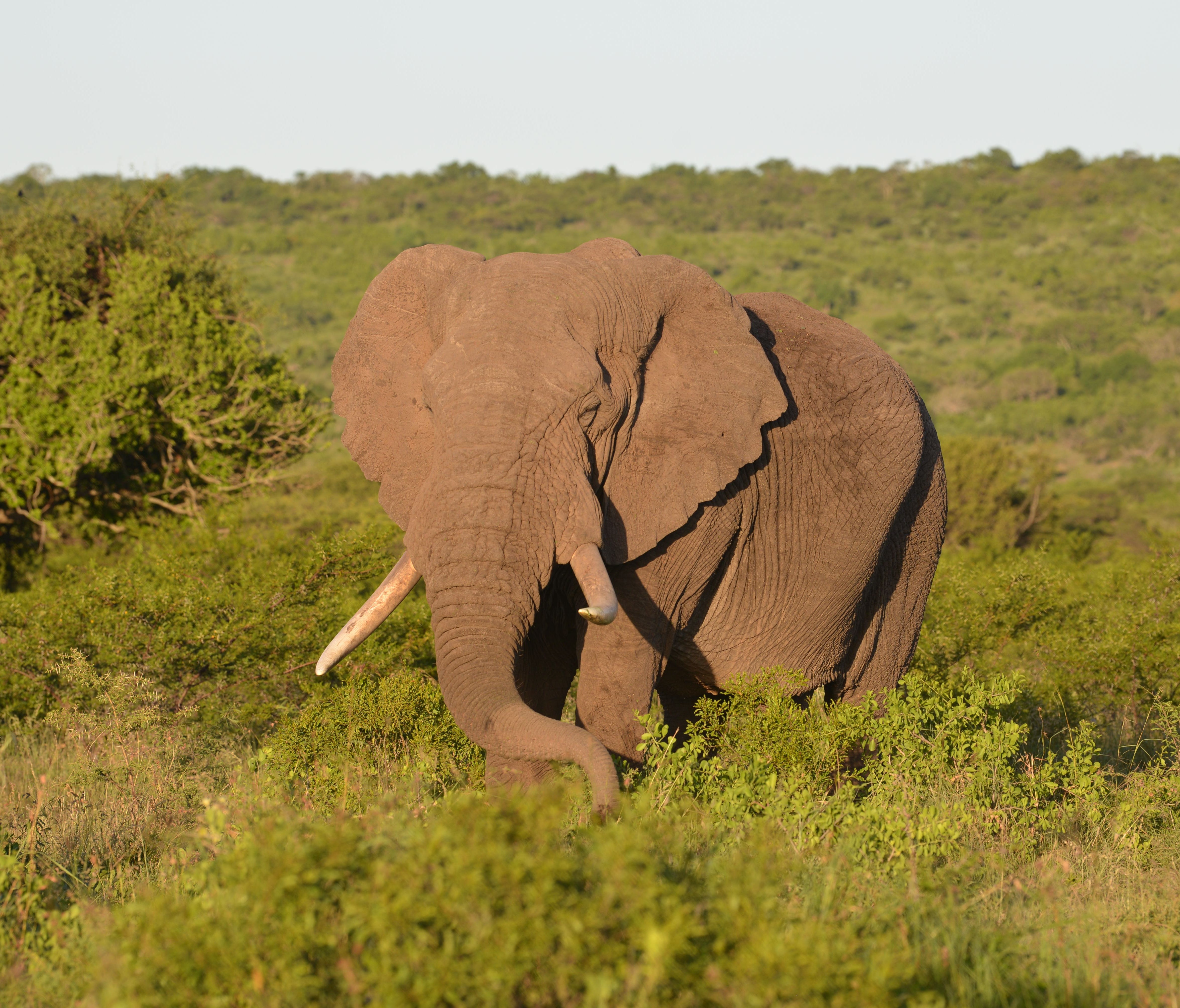 Elephants are the biggest of the 'big five' game animals to be found at the Phinda Private Game Reserve in South Africa.