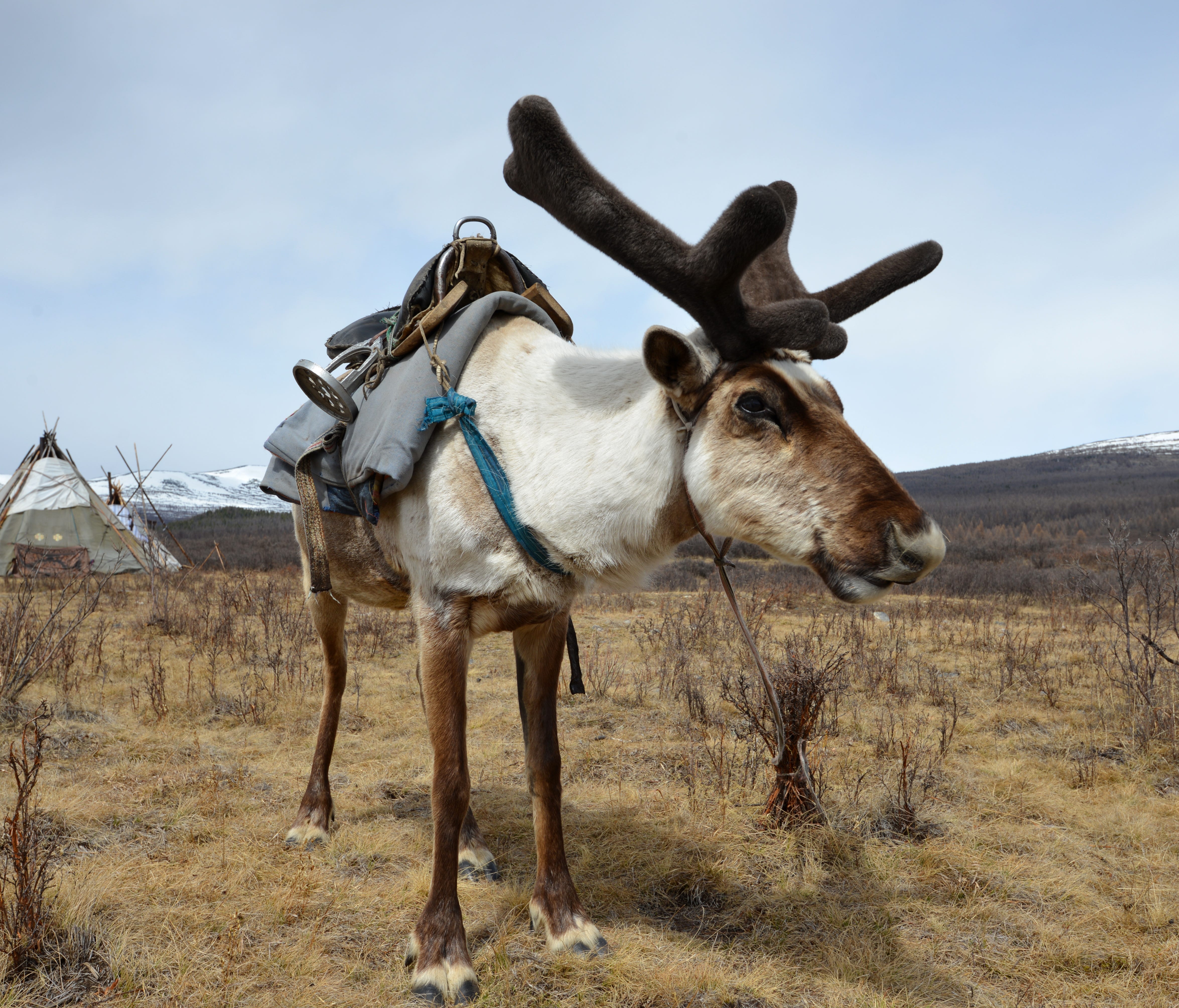 The Tsaatan reindeer herders ride reindeer as if they were horses.