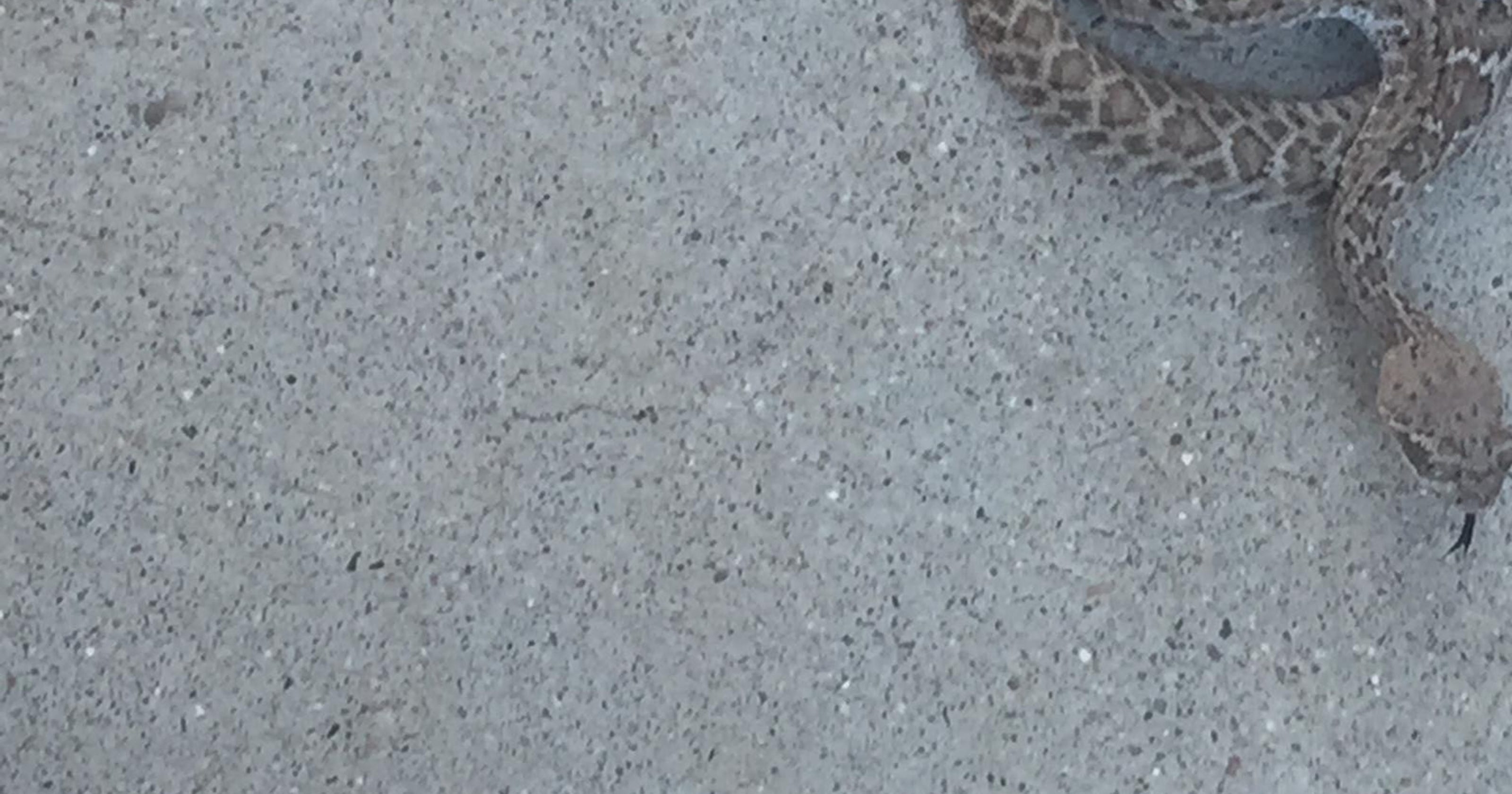 Baby rattlesnake bites Fountain Hills teacher