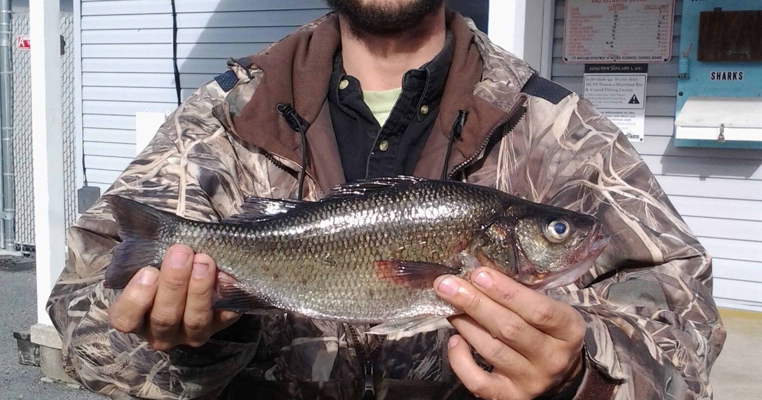 Berlin angler sets white perch fishing record