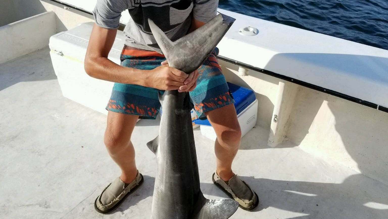 Hammerhead shark caught, released on Sea Girt Reef