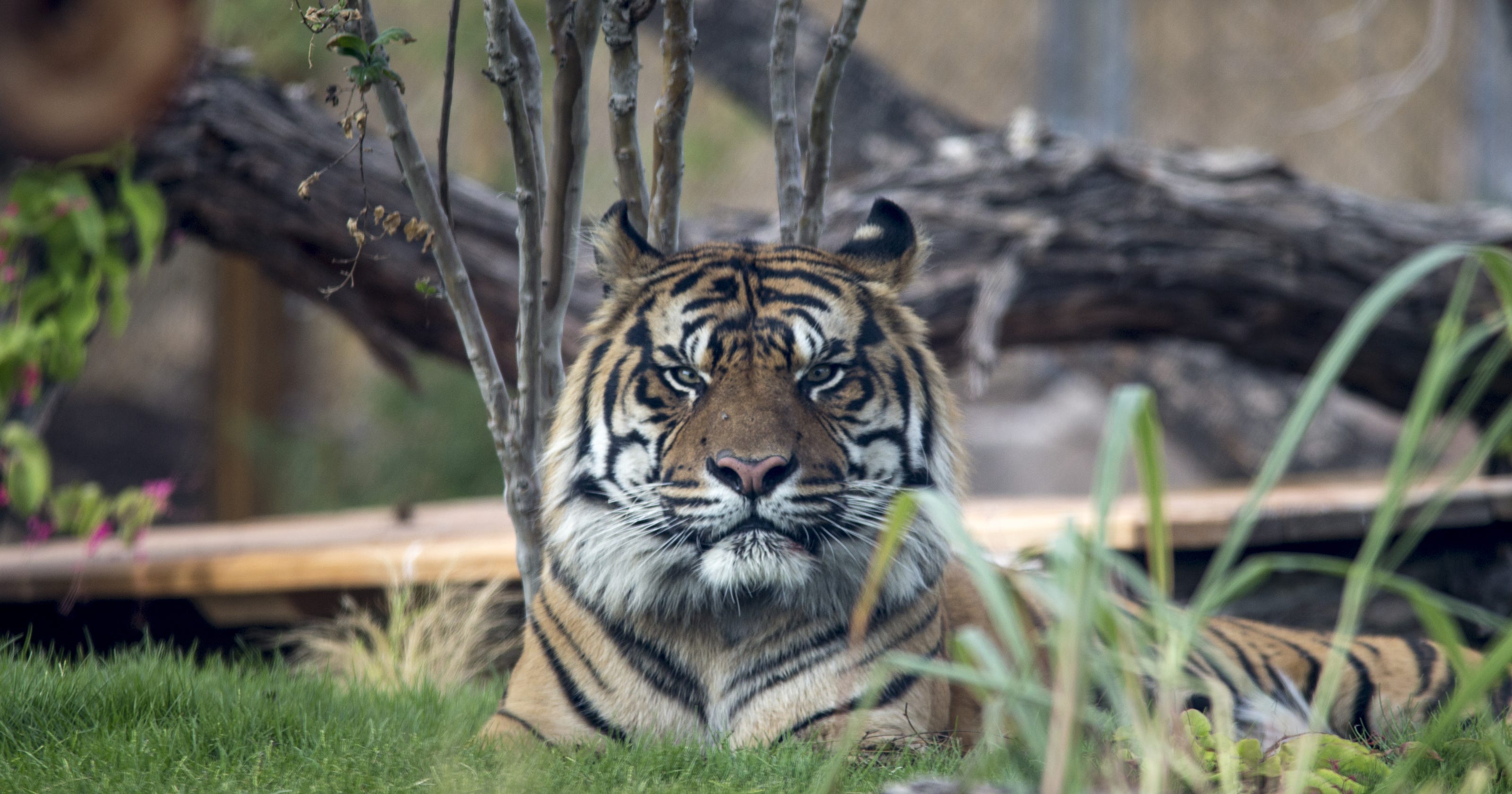 A guide to the Wildlife World Zoo, Aquarium and Safari Park in Arizona