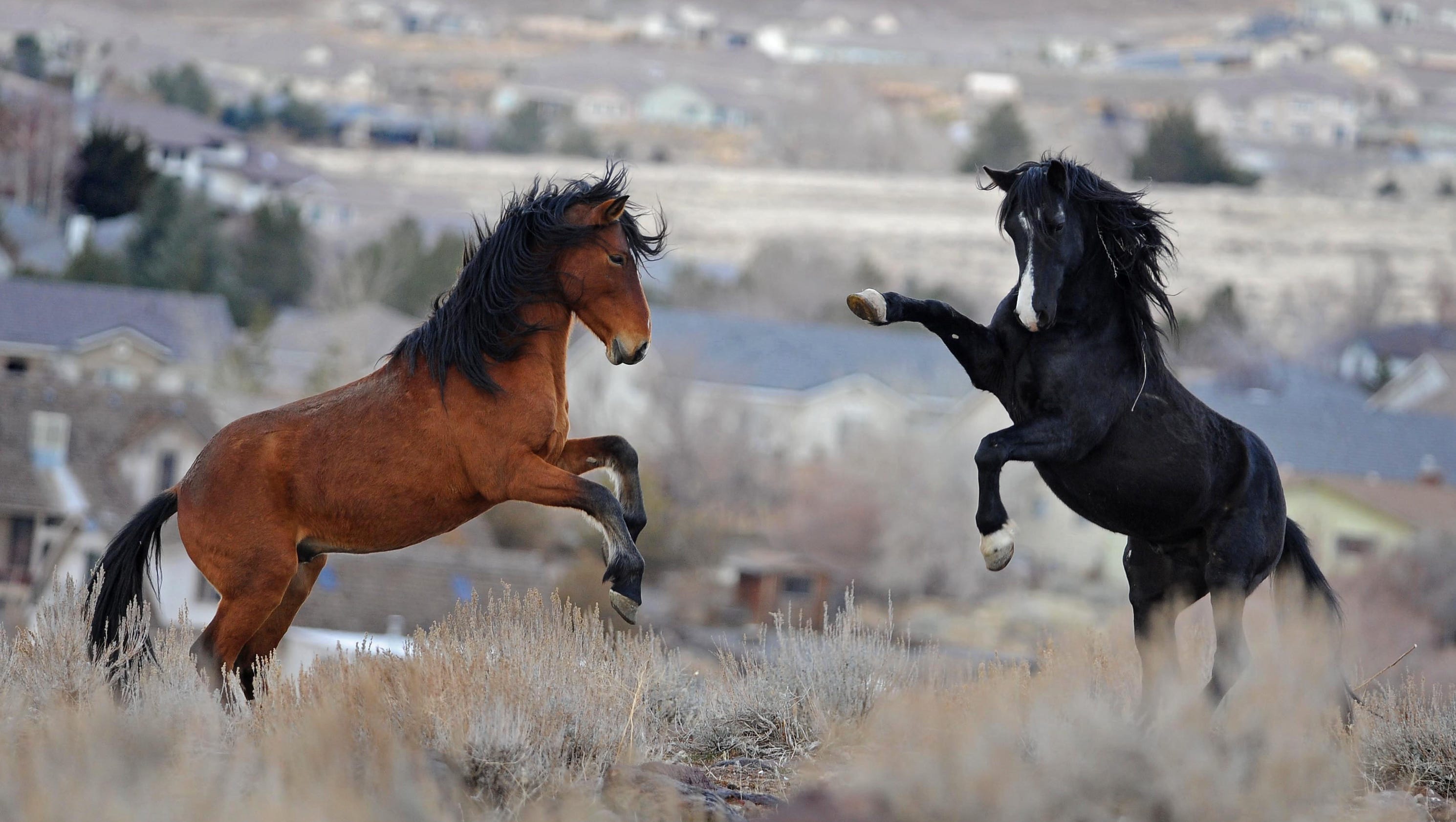 Save wild horses and burros