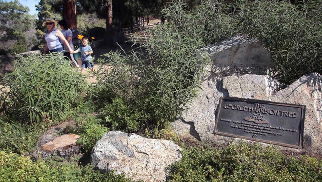 Visitors walk past a plaque marking the George Harrison Tree, in Griffith Park on Tuesday, July 22, 2014. The tree planted in Los Angeles to honor former Beatle George Harrison has been killed by beetles. The pine grew to more than 12 feet tall before succumbing to a bark beetle infestation and removed last month. (AP Photo)