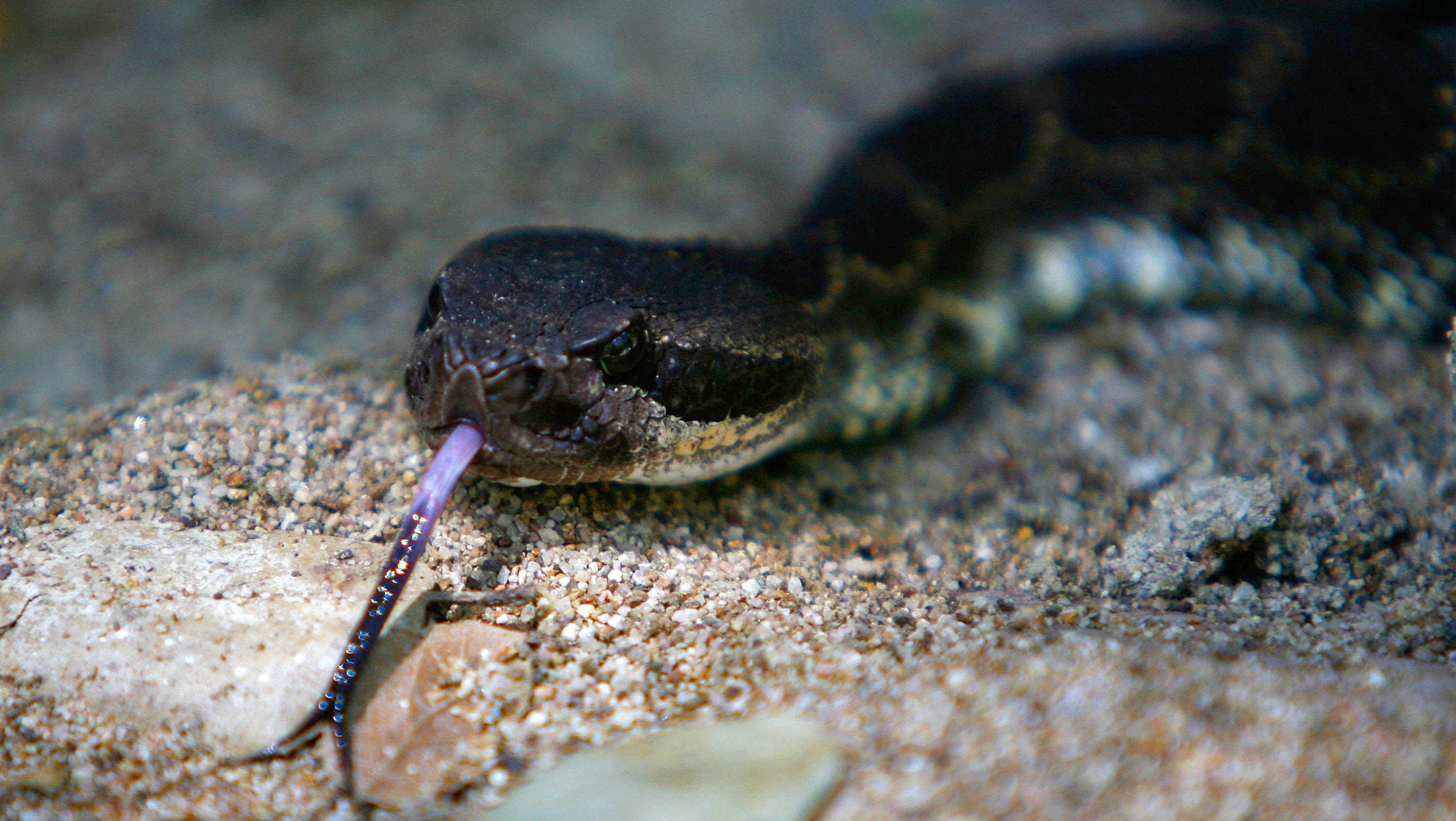 What To Do If You Re Bitten By A Snake What To Do If You Re Bitten By A Snake