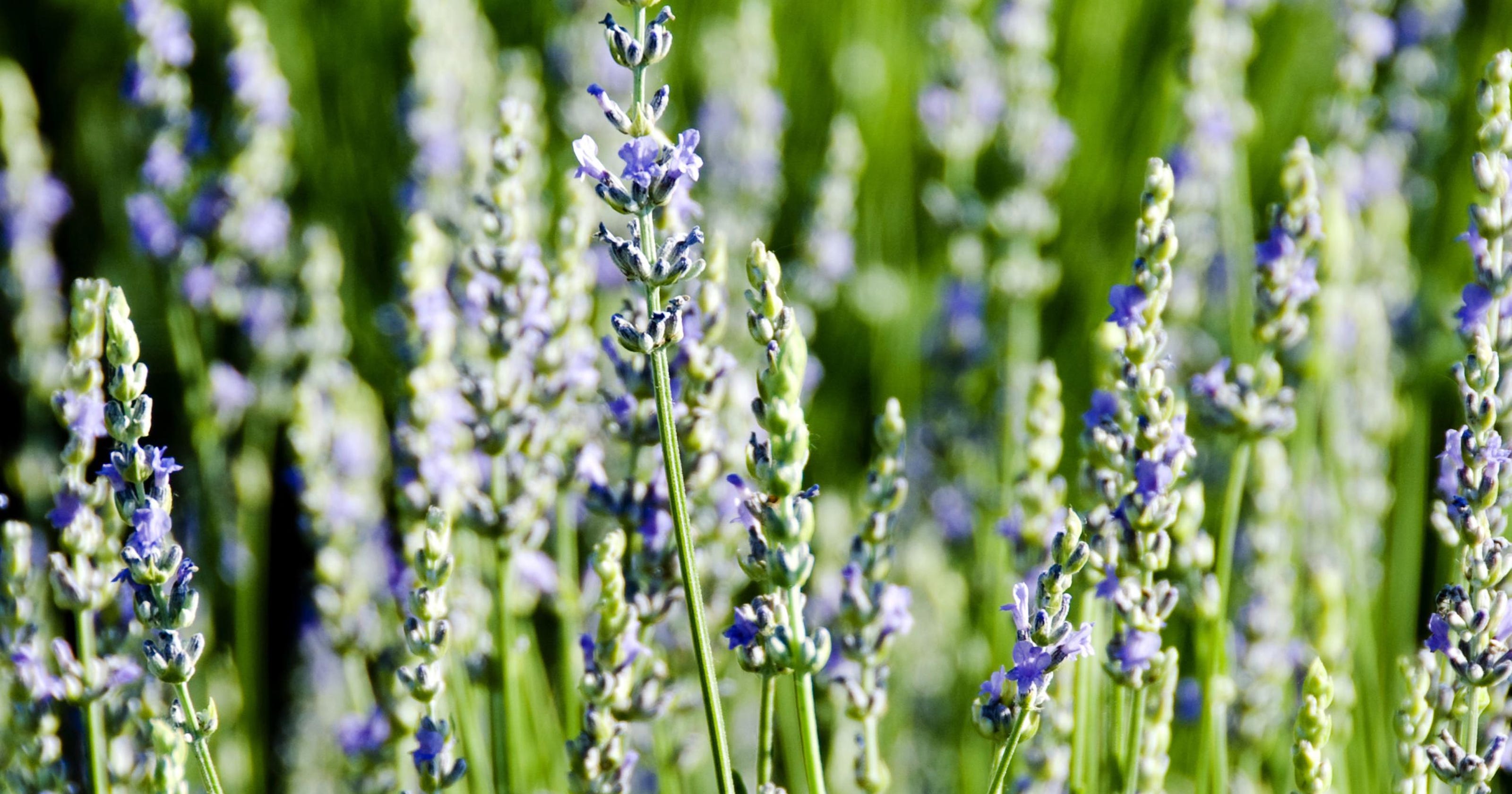 Lavender for drought tolerant gardens