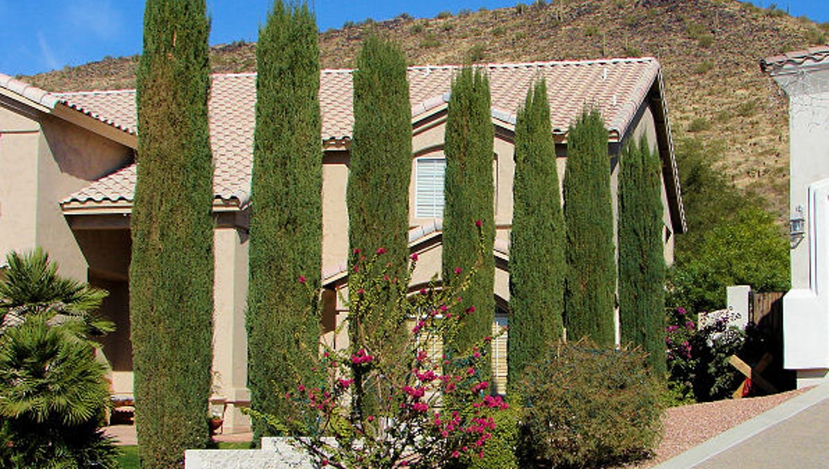 Time To Plant Italian Cypress