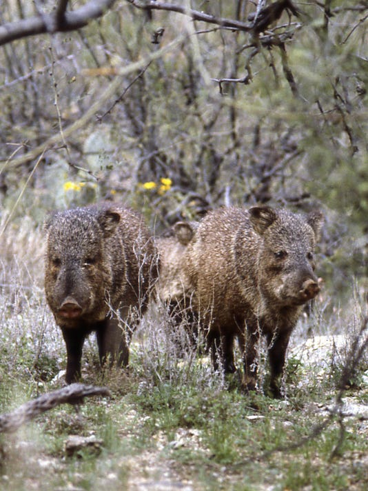 Is it a pig or a javelina?