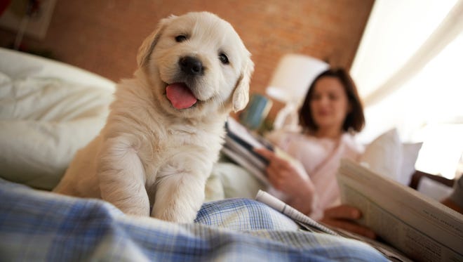 Golden retriever puppy sitting on bed, couple reading in background