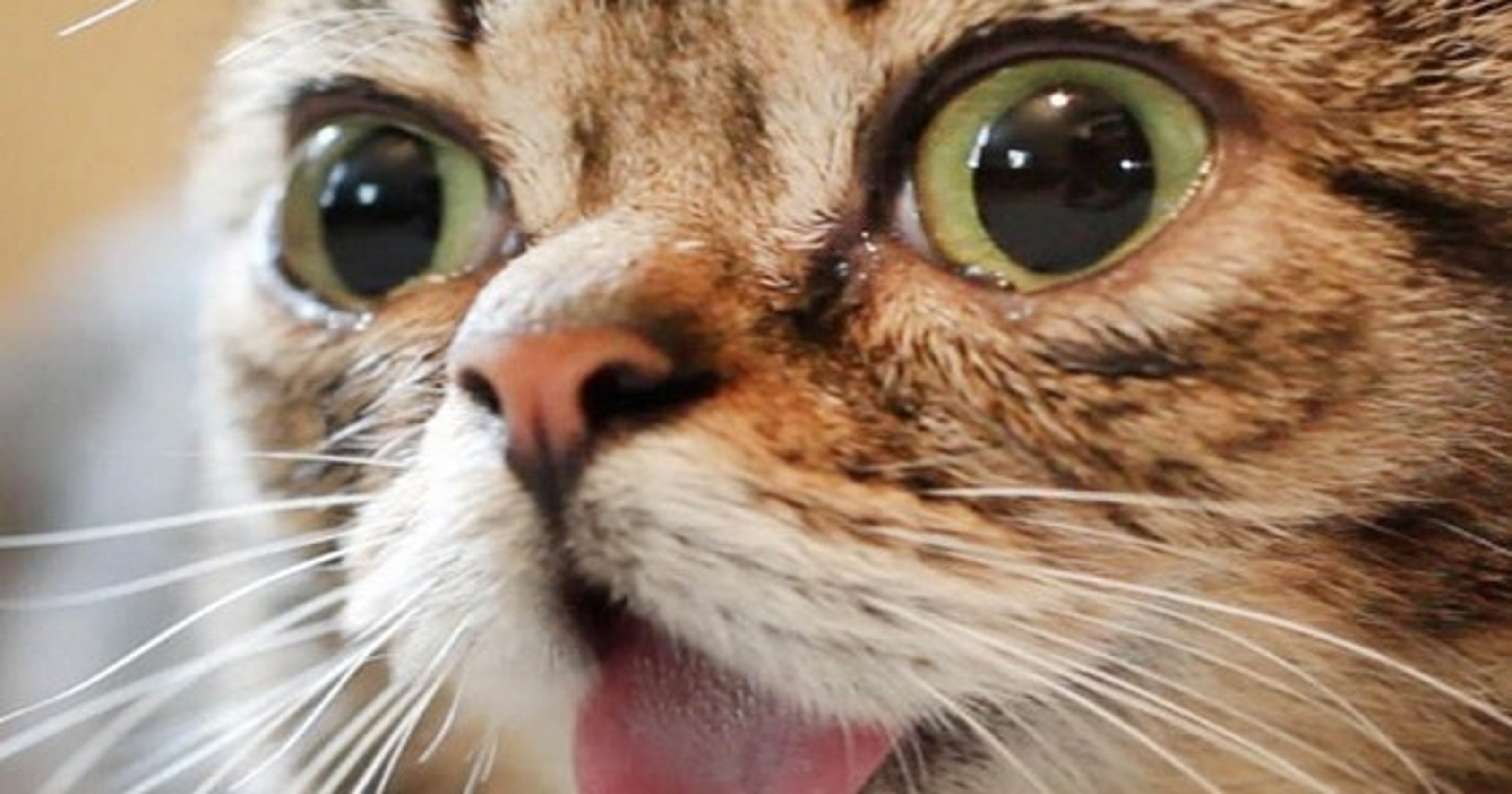 Archive Lil Bub is the tiny Hoosier cat that's an sensation