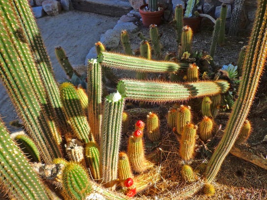 What happens when cacti drink too much?