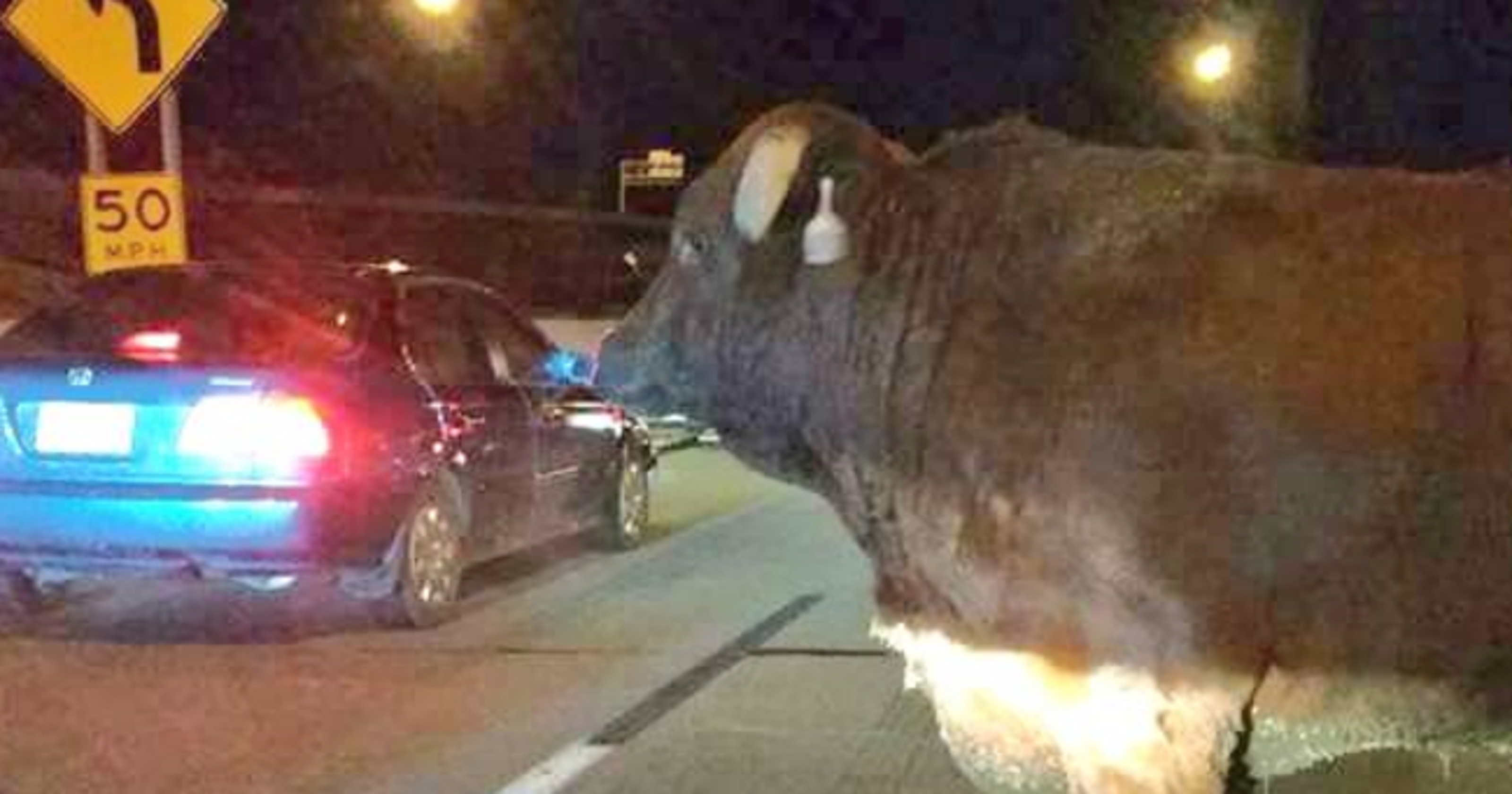 Cattle in Omaha roaming free after crash is 'small-town normal' in Nebraska