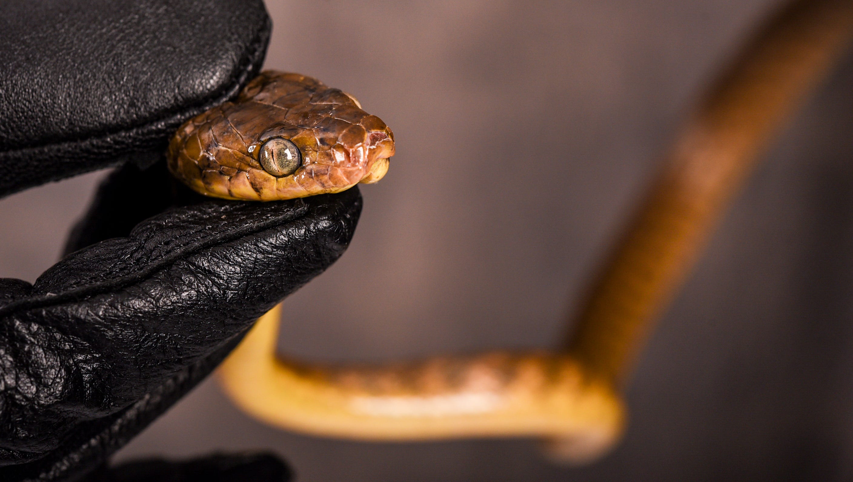 Usda Poised To Increase Dropping Of Drugged Mice To Kill Snakes