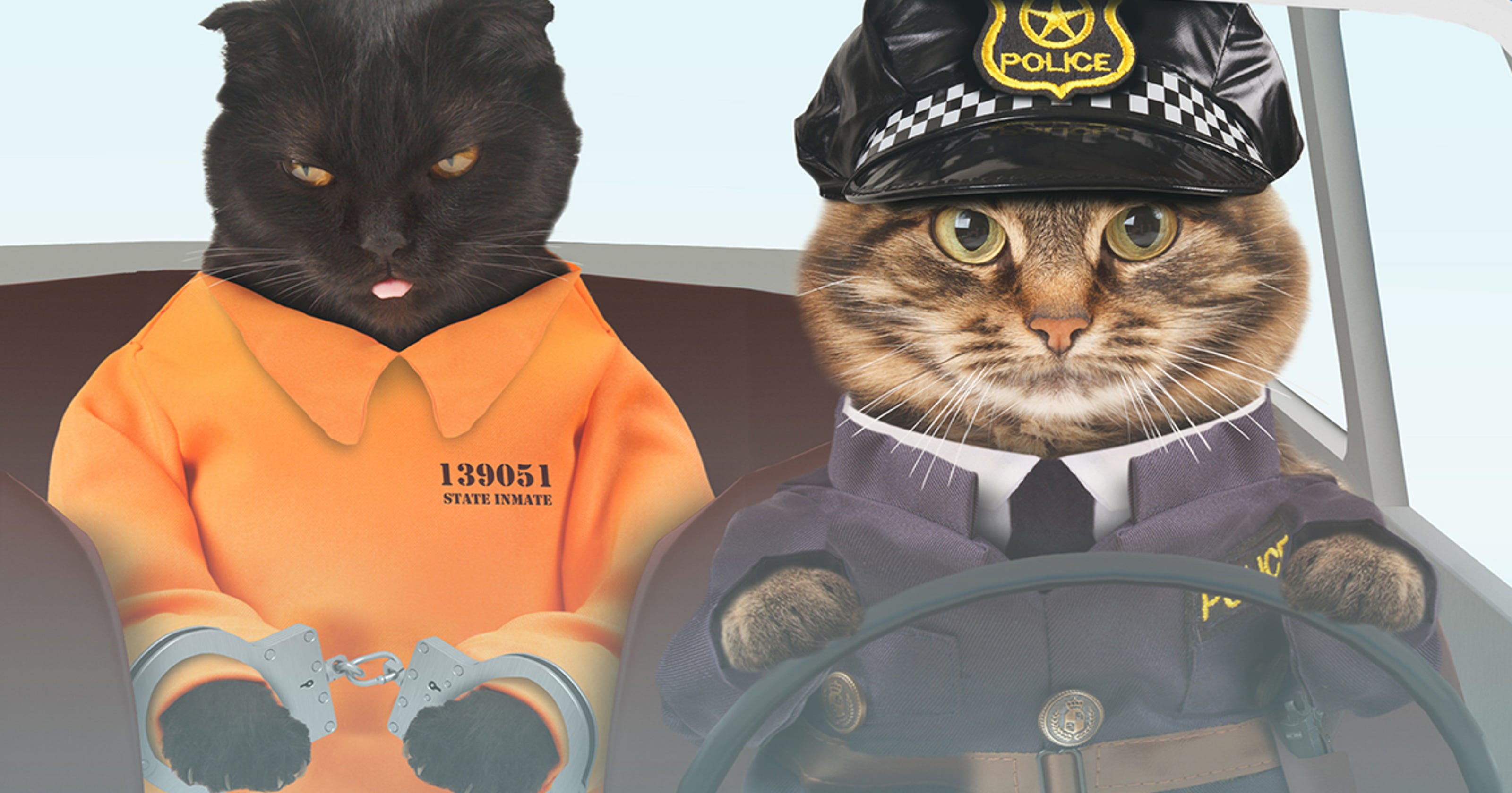 Police Cat On Way After Michigan Department Exceeds Twitter Challenge