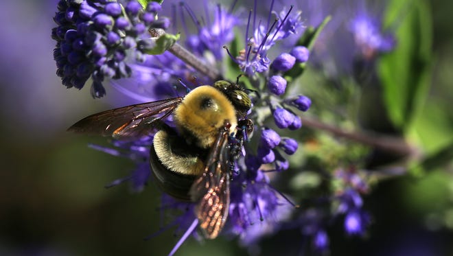 A carpenter bee pollinates a flower in the garden at the Bayer North American Bee Care Center in Research Triangle Park, N.C., Tuesday, Sep. 15, 2015.  (AP Photo/Ted Richardson)