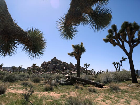Imperiled By Climate Change Joshua Trees Could Be Declared