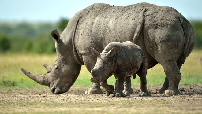 6 endangered animals poachers are hunting into extinction