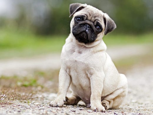 certain flea, tick drugs may increase pets seizure risk, fda