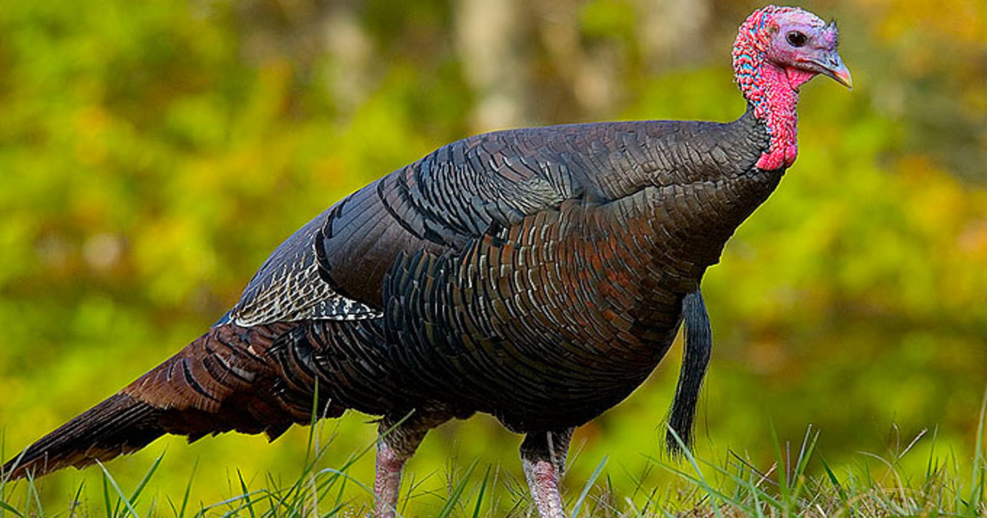 Seen a wild turkey? Tell NC wildlife commission