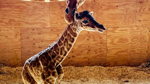 April the Giraffe delivered her calf