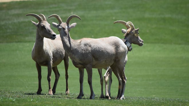 Bighorn sheep roam the grounds and golf course at SilverRock Resort in La Quinta on May 20, 2016.