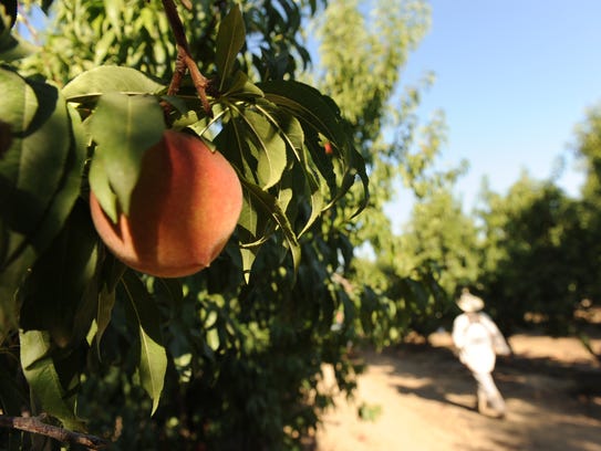 A worker carries a box of peaches while picking fruit