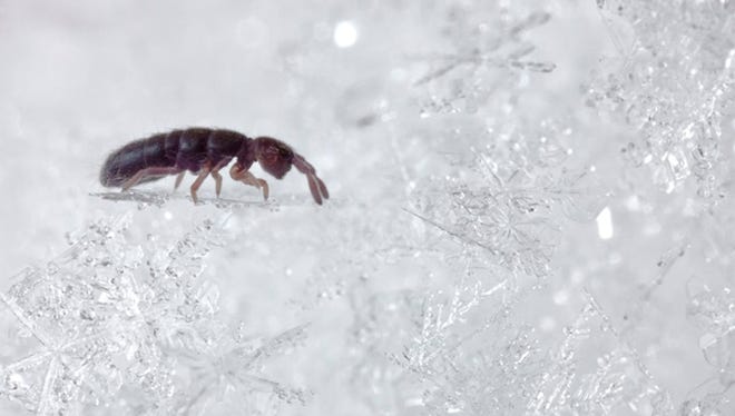 Snow fleas are more interesting and important than their small size would indicate