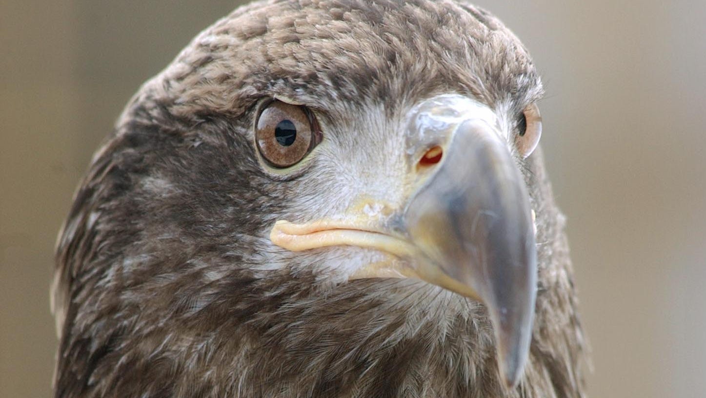 Bald Eagle Population In New Hampshire Near Recovery