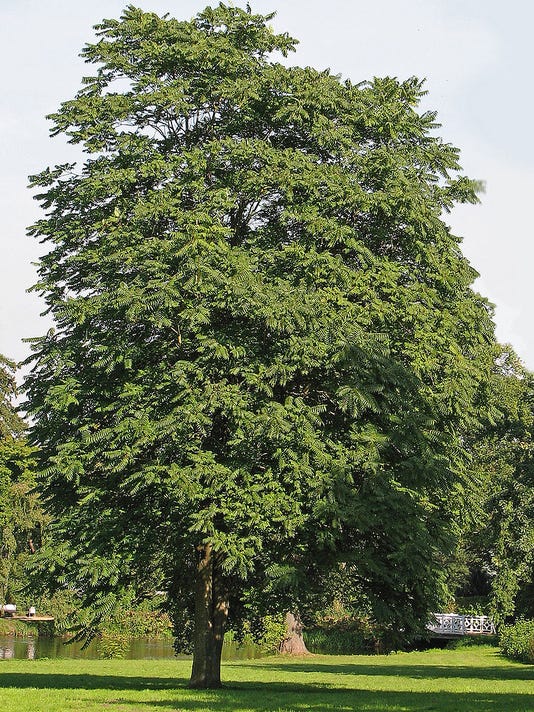 Yard & Garden Tree of Heaven is more weed than tree