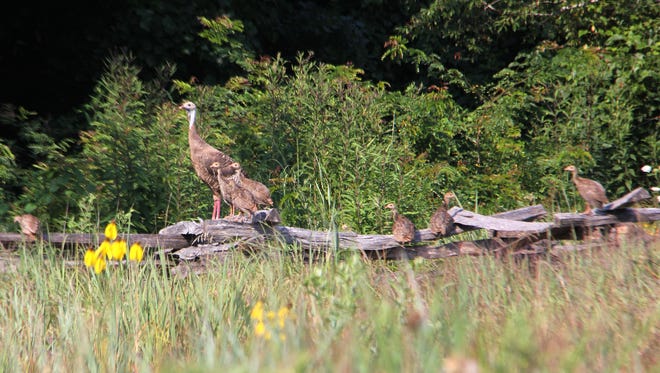 Una hembra de pavo salvaje con al menos seis polluelos sobre la cerca en el campo de batalla nacional de Wilson's Creek.
