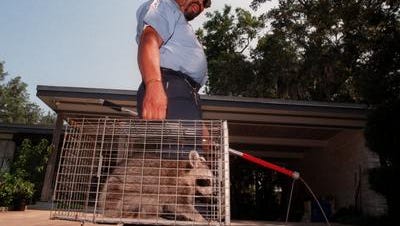 Charles Holland, Animal Control Officer, carries a raccoon that was trapped at a Gulf Breeze home back to his truck.