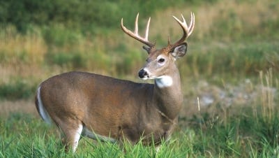 Archery deer hunting season in Tennessee opens in September.