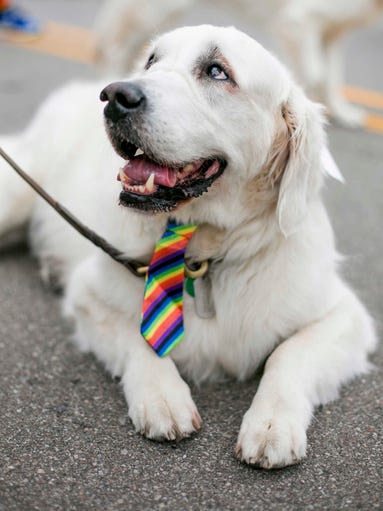 Dog Ari Westphal, 7, or Ferndale wears a rainbow neck