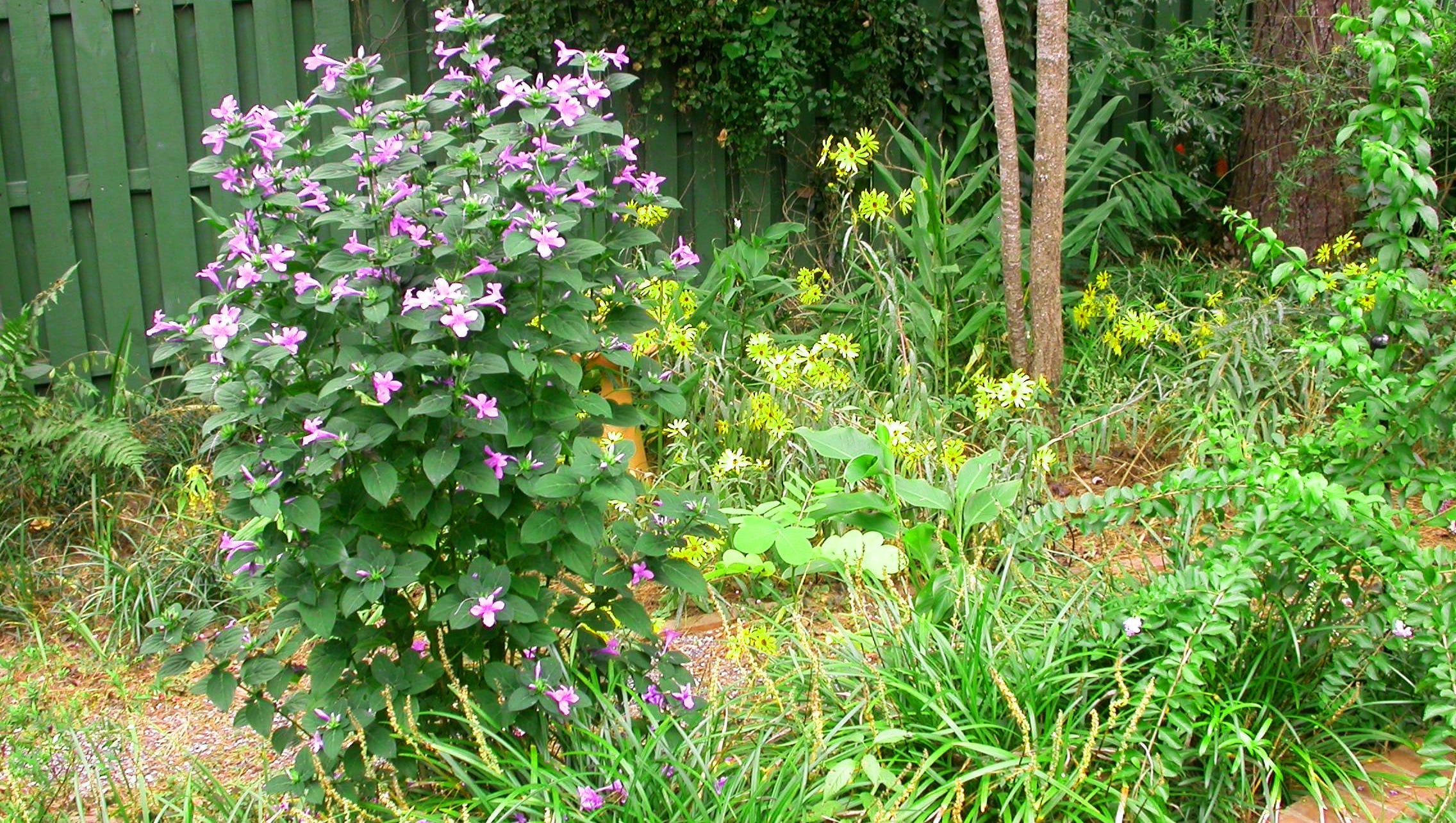 Philippine Violet Adds Lovely Accent To Garden Border Philippine Violet Adds Lovely Accent To Garden Border