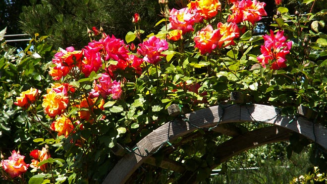 Climbing roses need to be trained over the years to grow on garden fixtures.