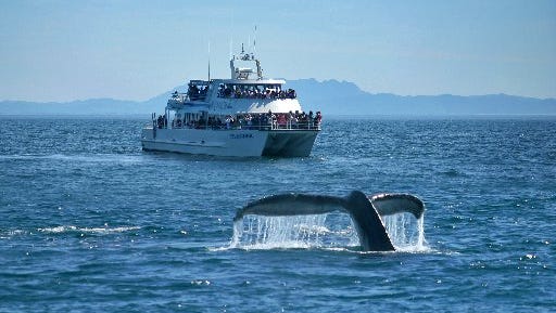 Whale-watching season for migrating gray whales is in effect. Island Packers, operating out of Ventura Harbor, and Channel Islands Sportfishing, operating out of Channel Islands Harbor, offer whale-watching excursions.