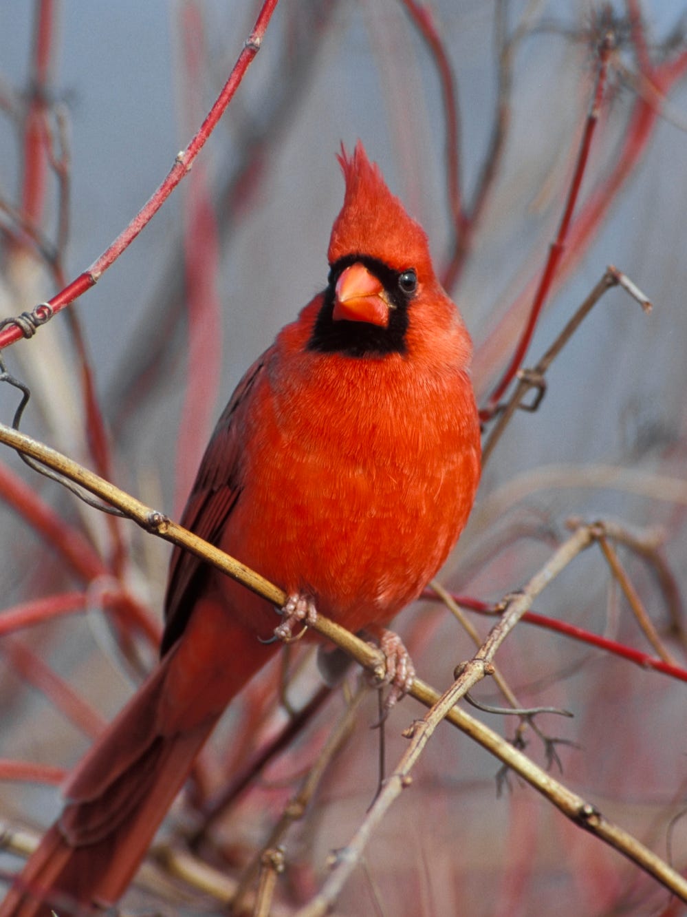 Critter Of The Week Cardinal