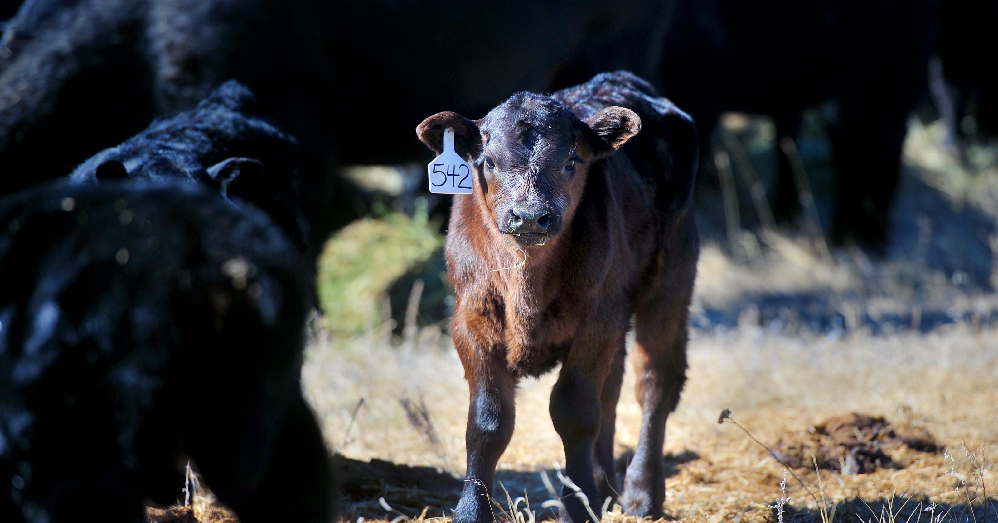Infrared Cameras In Montana Calving Barns Tired Ranchers Go High Tech