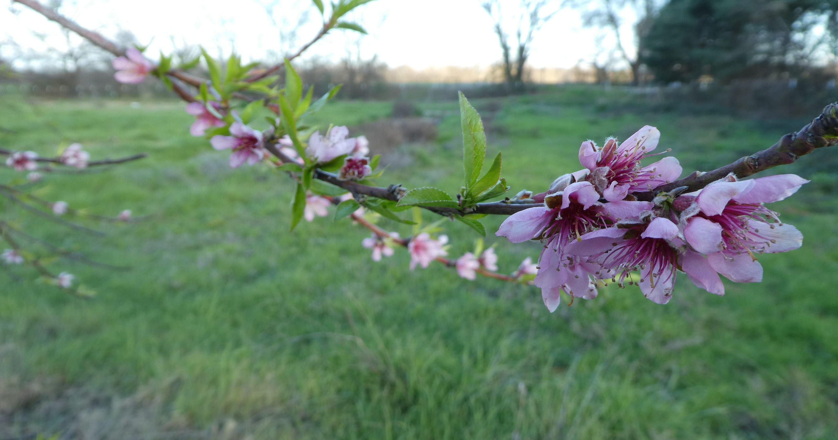How to protect blooming fruit trees as hardfreeze approaches